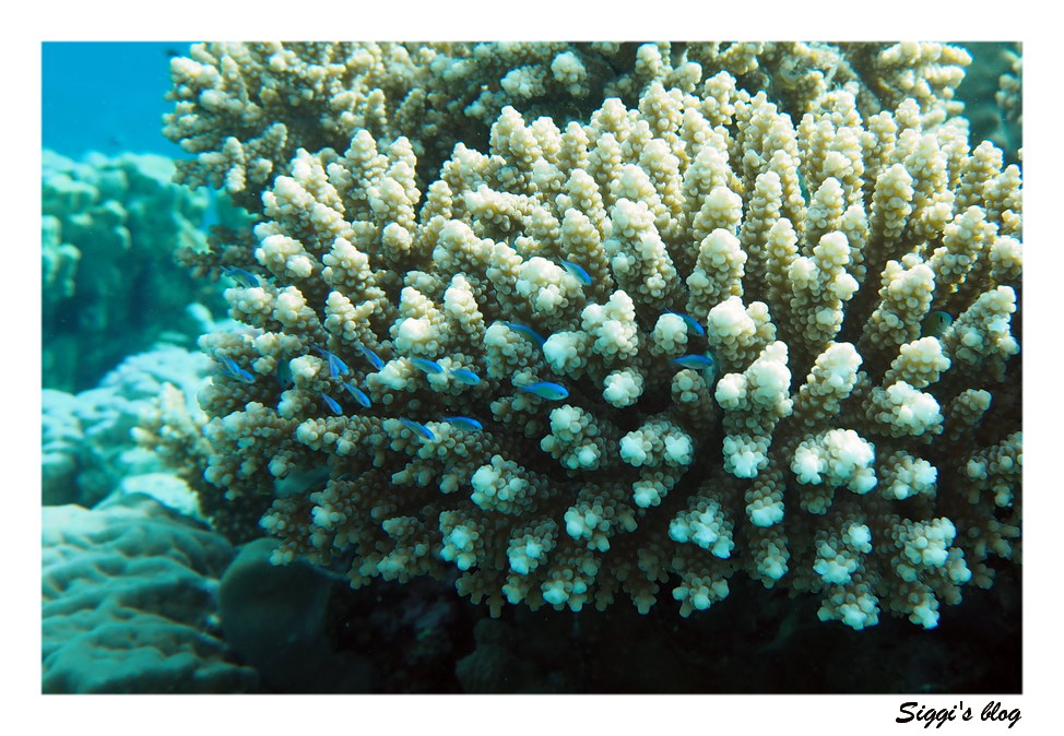 Blau-grüne Chromis / Blue-green Damselfis