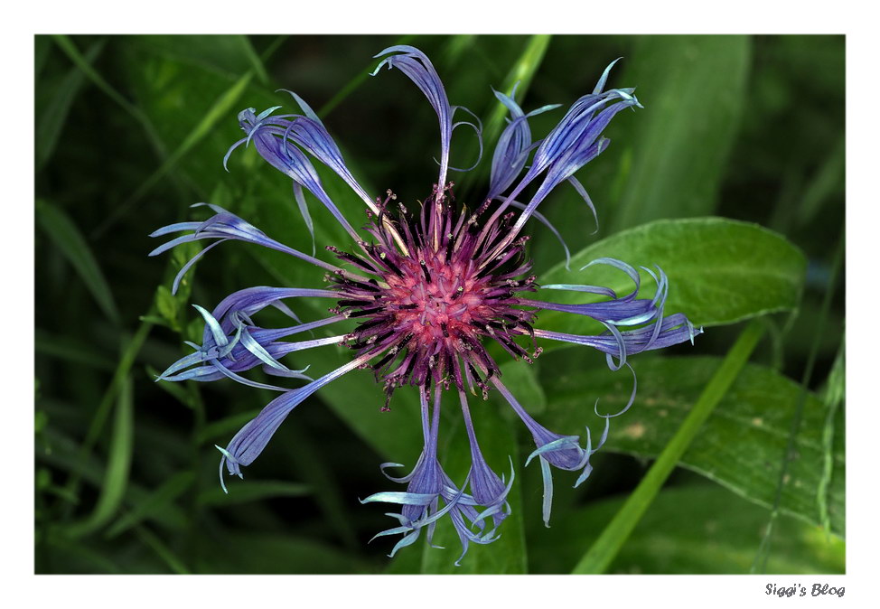Kornblume