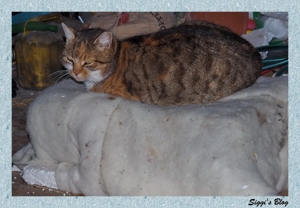 Katzengrill Katzengrill