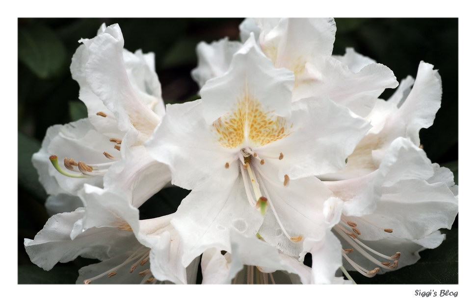 Rhododendron