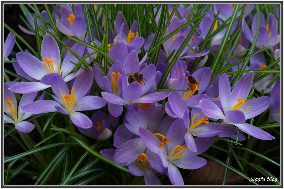 180310 Frühlings-Krokus 