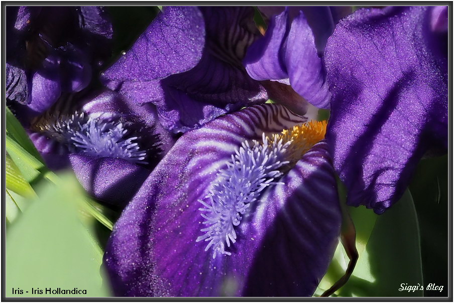 180421Holländische Iris