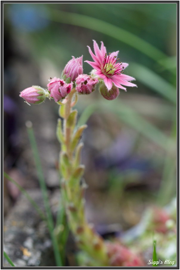 180606 Hauswurzen Blüte