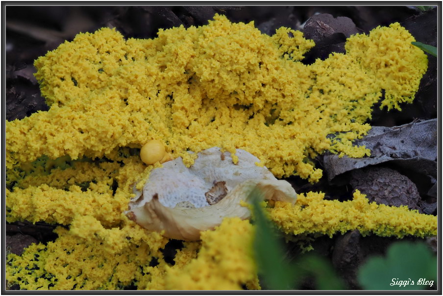 180602 Gelbe Lohblüte / Hexenbutter (Fuligo septica) 