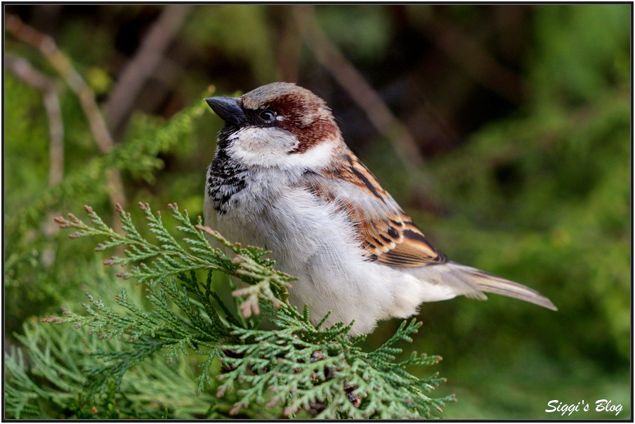 190414 Spatz m.