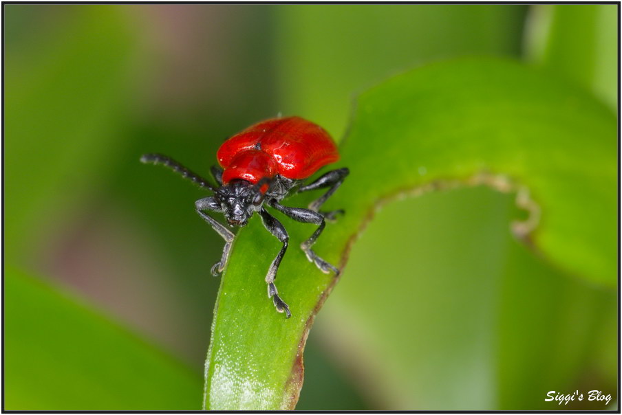 190519 Lilienhähnchen
