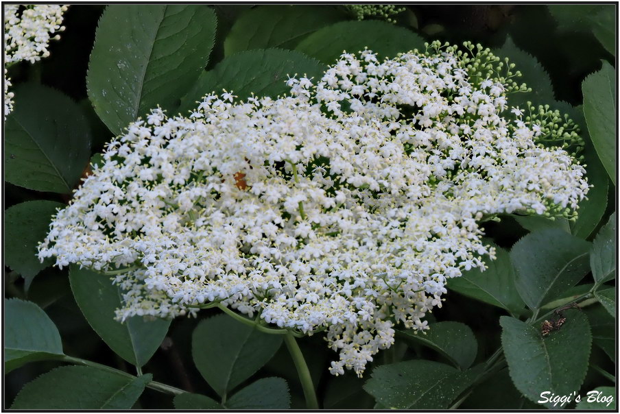 190531 Holunderblüte