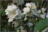 190606 Europäischer Pfeifenstrauch / Bauernjasmin 190606 Europäischer Pfeifenstrauch / Bauernjasmin