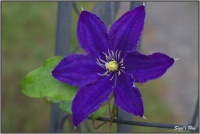 190610 Clematis Rhapsody