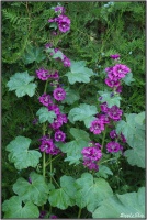 190610 Wilde Malve 190610 Wilde Malve