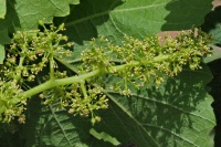 190615 Weinblüte Zweigelt