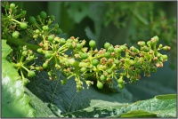 190620 Weinblüte Zweigelt