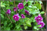 190707 Clematis 'Purpurea Plena Elegans'  190707 Clematis 'Purpurea Plena Elegans'