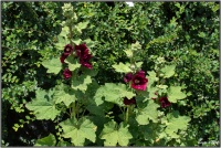 190629 Stockrosen dunkel 190629 Stockrosen dunkel