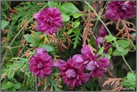 190711 Clematis purpurea Plena Elegans