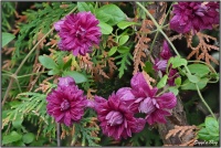 190711 Clematis purpurea Plena Elegans 190711 Clematis purpurea Plena Elegans