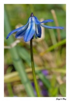 Sibirischer Blaustern Sibirischer Blaustern
