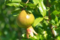 190815 Granatapfel 190815 Granatapfel
