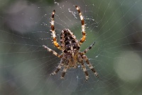 190815 Kreutzspinne 190815 Kreutzspinne