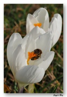 Krokusse Krokusse