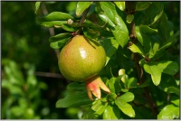 190829 Granatapfel