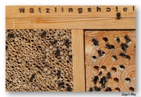 Insektenhotel