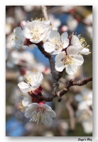 Marillenblüte (Aprikose)