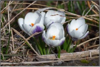 200222 Schnee Krokus "Prins Claus" 200222 Schnee Krokus "Prins Claus"