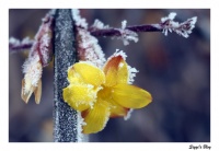 Winterjasmin