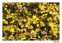 Winter-Jasmin