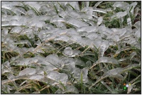 210208 Wiese 210208 Wiese