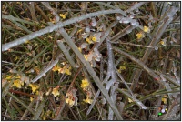 210208 Winterjasmin