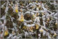 210124 Winterjasmin