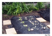 Salatbeet