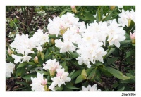Rhododendron