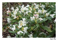 Rhododendron