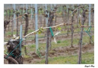 Weinrebe Weinrebe