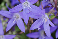 Hängepolster Glockenblume