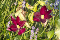 Clematis Voluceau