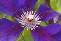 Clematis Jackmanii