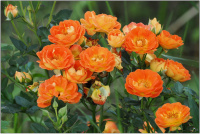 Country Rose