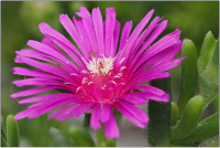 Stauden Mittagsblume Delosperma cooperi