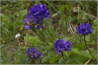 Kneuelglockenblume