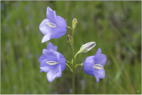 Glockenblume