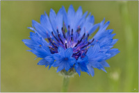 Kornblume