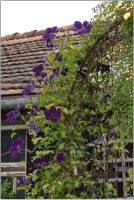 Clematis Jackmanii