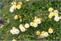 Rose "Christine Helene"