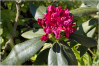 Rhododenron