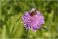 Acker-Witwenblume