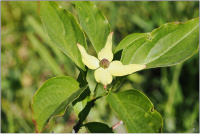 Blumenhartrigel